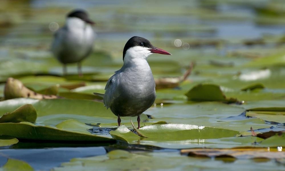 Inedit :) - chirighita-de-balta1-small.jpg